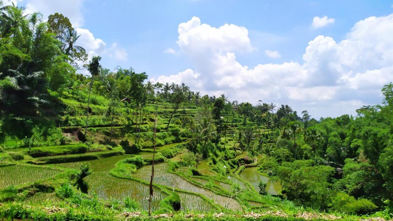 Mysha Guest House-Lombok Tetebatu Exteriör bild